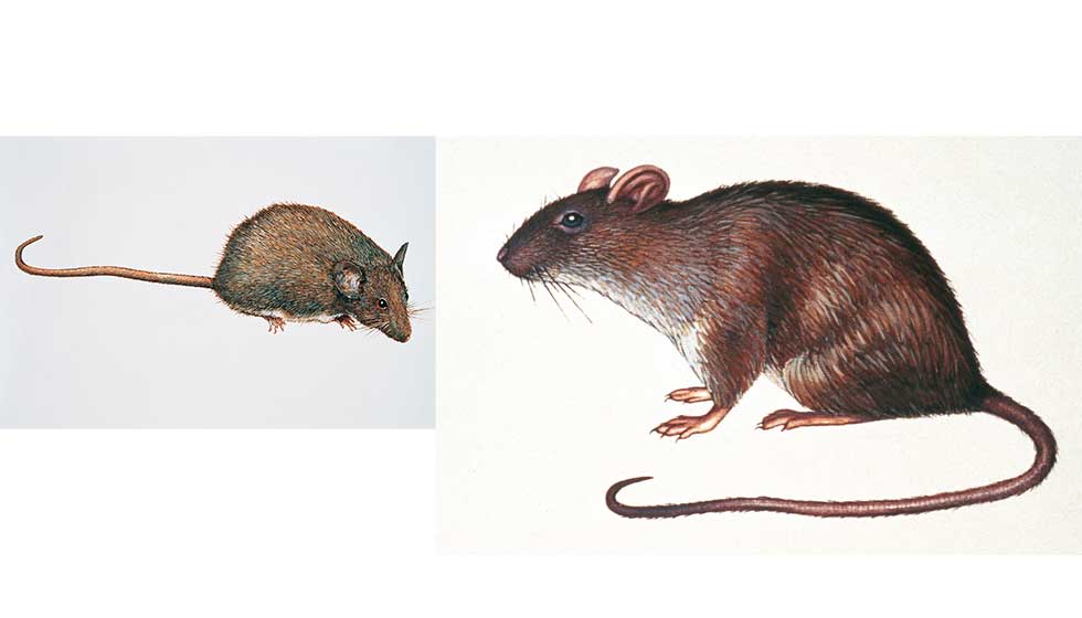 Zeichnungen Ratte und Maus