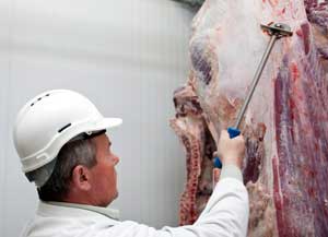 Metzger stempelt nach Untersuchung Kennummer auf Rindfleischhälfte