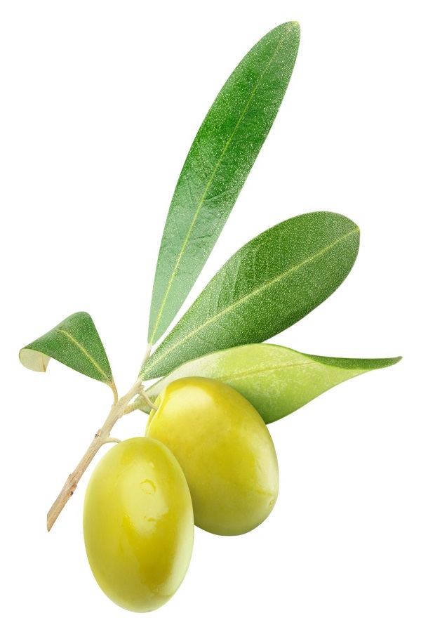 grüne Oliven und Olivenblätter