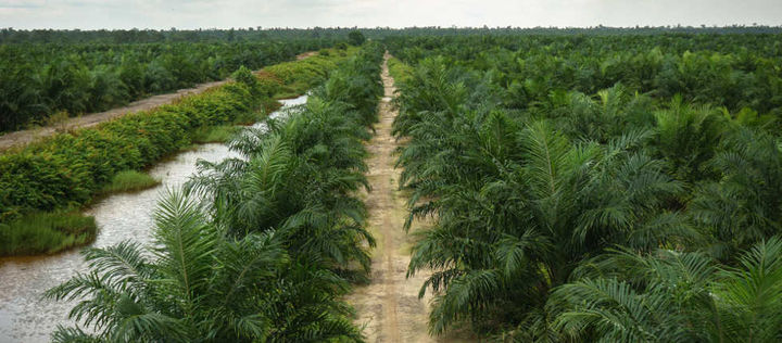 Blick auf eine große Palmölplantage