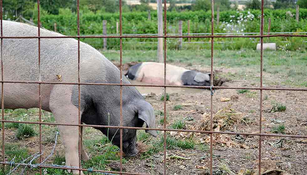 Sattelschweine auf dem Permakulturgelände Andernach-Eich