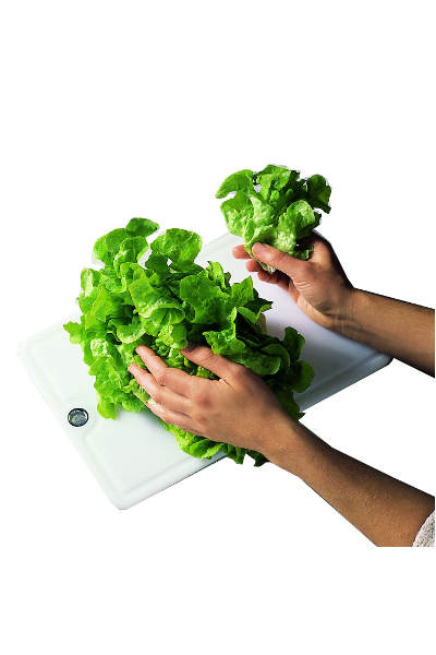 Salat wird gezupft