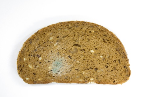 schimmeliges Brot