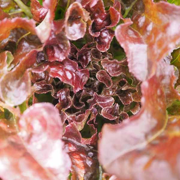 Salat aus dem Schrebergarten