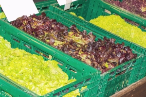 Kisten mit verschiedenen Blattsalaten