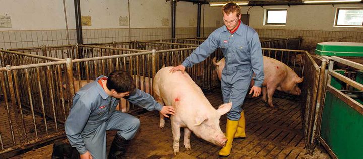 Tierärzte untersuchen Schwein im Stall