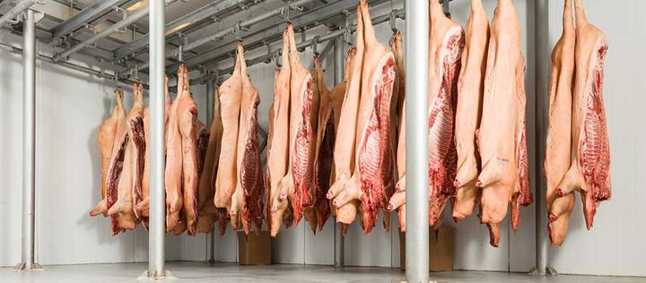 Schweinehälften hängen im Kühlraum eines Schlachthofs