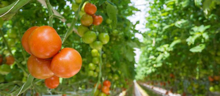 Die Tomate ist das mit Abstand beliebteste Gemüse der Deutschen. Lesen Sie hier, wie Anbau und Ernte in Deutschland erfolgen.