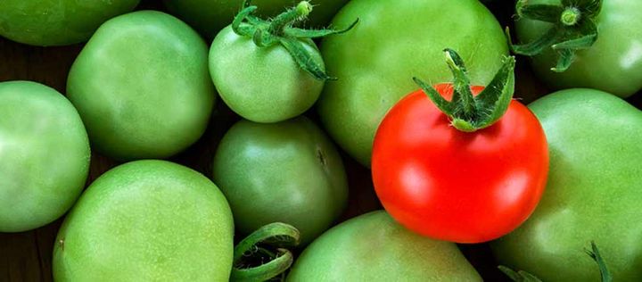 Eine rote Tomate auf vielen grünen Tomaten