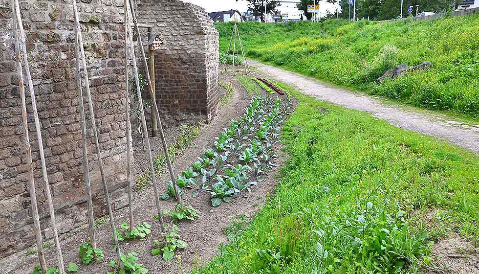 Burggraben in Andernach mit Gemüsebeeten