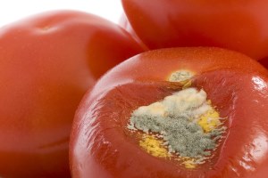 verschimmelte Tomate