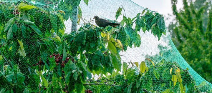 Netz hindert Vogel am Kirschenklau