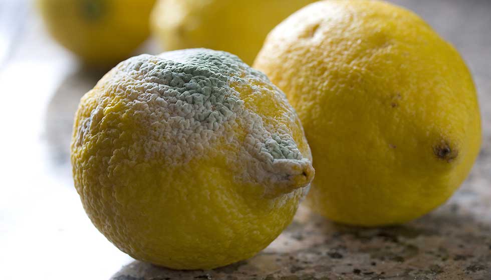 Zitronen mit und ohne Schimmel