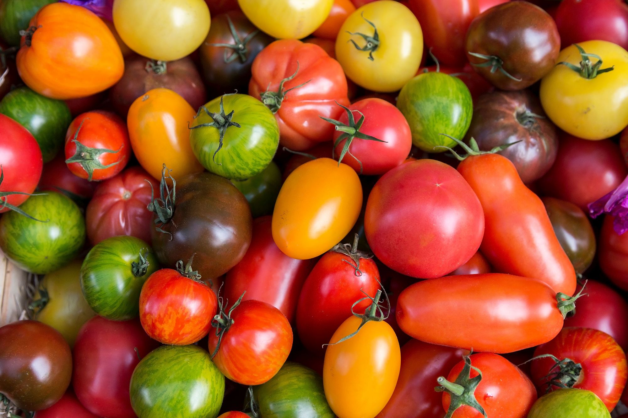 Tomatenvielfalt in verschiedenen bunten Farben und Formen.. Artikel "Biologische Vielfalt auf Acker und Teller  " öffnen.