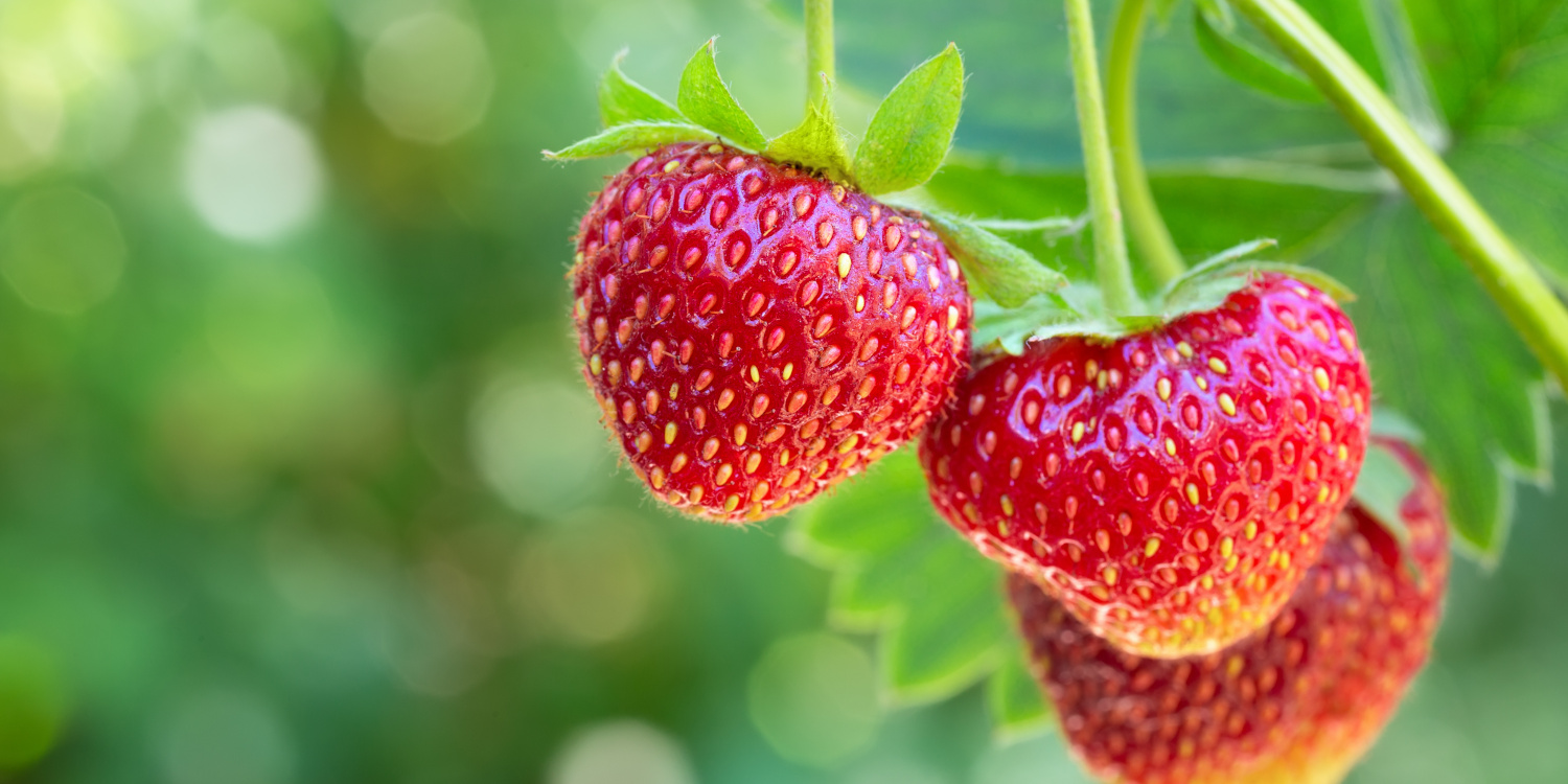 Eine Nahaufnahme zeigt drei rote Erdbeeren an einer Erdbeerpflanze.. Artikel "Erdbeeren" öffnen.