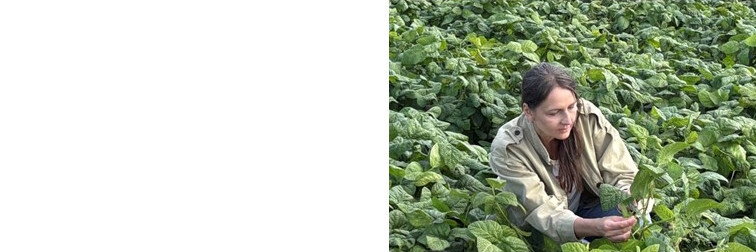 Eine Frau kniet in einem grünen Feld mit Ackerbohnenpflanzen.