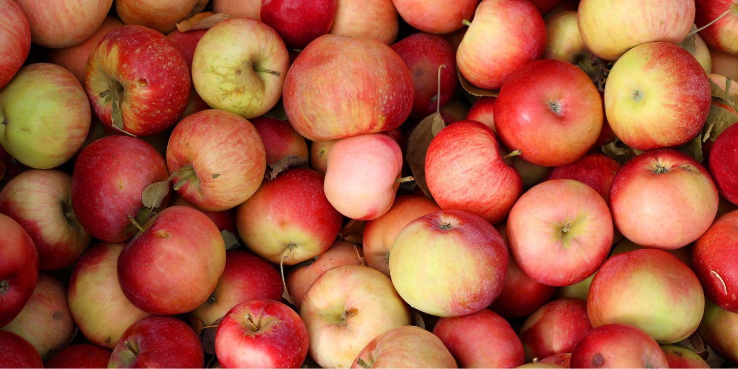 Das Bild ist ausgefüllt mit verschieden großen rot-gelben Äpfeln.. Artikel "Apfelgenuss trotz Allergie" öffnen.