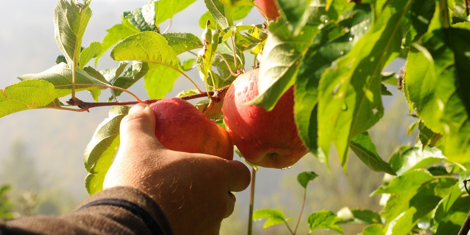 Hand pflückt Äpfel von einem Baum. . Artikel "Ernten von Obst und Gemüse am Wegrand" öffnen.