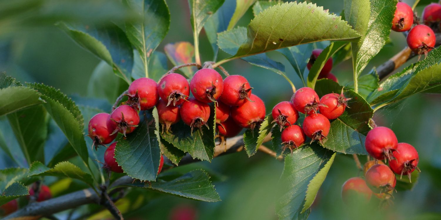 An einem Ast der Echten Mehlbeere sind grüne Blätter und rote Beeren. . Artikel "Wildobst Mehlbeere" öffnen.