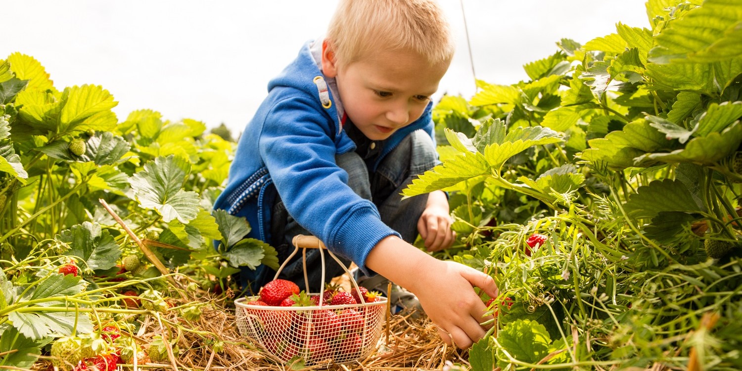 Ein etwa siebenjähriger Junge pflückt Erdbeeren auf einem Erdbeerfeld in einen Korb.. Artikel "Raus aufs Erdbeerfeld" öffnen.