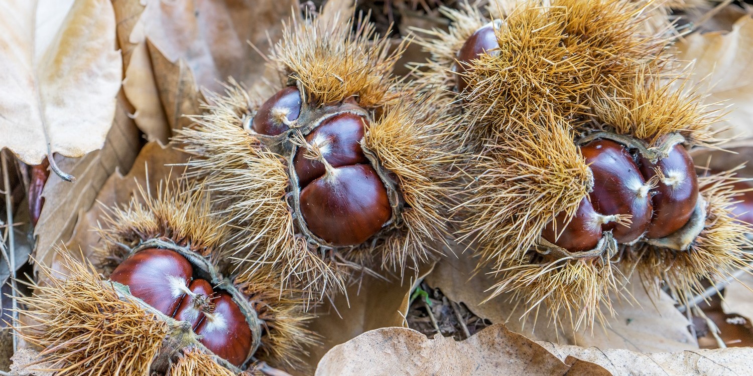 Auf dem Waldboden liegen Esskastanien. Ihre stacheligen Fruchthüllen enthalten je drei Früchte.. Artikel "Esskastanien für die Herbstküche" öffnen.