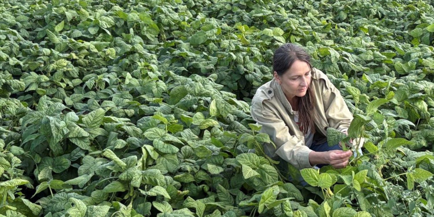 Cecilia Antoni kniet in einem Bohnenfeld und schaut sich die Pflanzen an. . Artikel "#3 Bühne frei für die Bohne" öffnen.