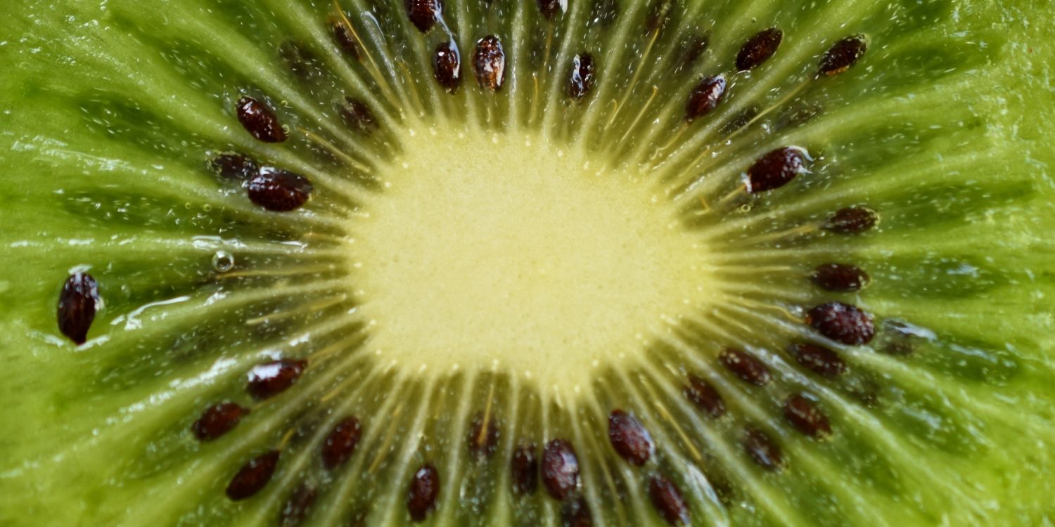 Nahaufnahme einer Kiwischeibe.. Artikel "Exotische Frucht: Kiwi" öffnen.