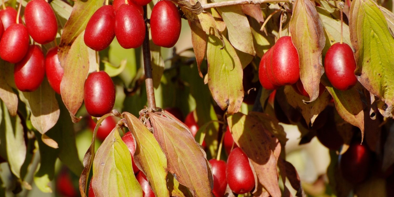 An einem Ast hängen längliche rote Kornelkirschen und gelbgrüne Blätter.. Artikel "Wildobst Kornelkirsche" öffnen.