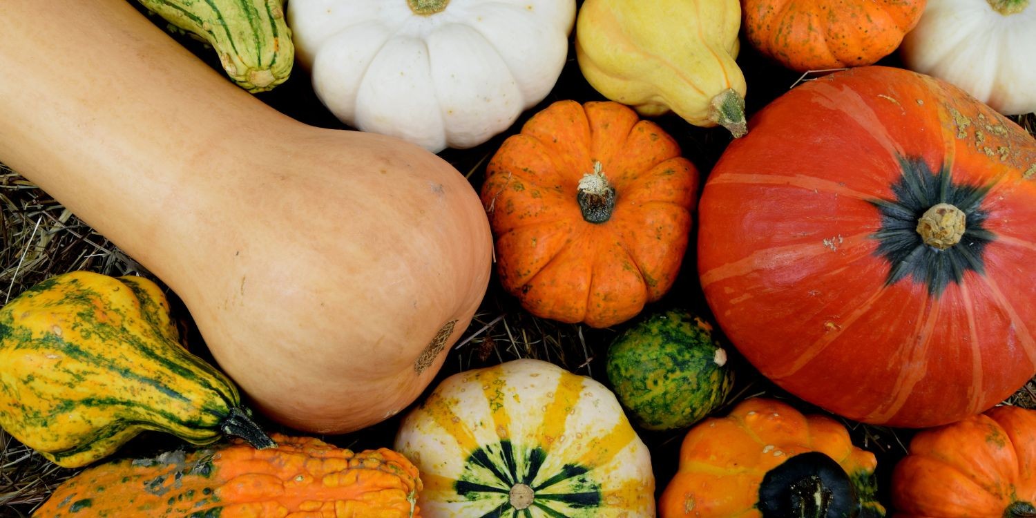 Verschiedene bunte Kürbissorten liegen zusammen.. Artikel "Bittere Kürbisse und Zucchini nicht essen" öffnen.