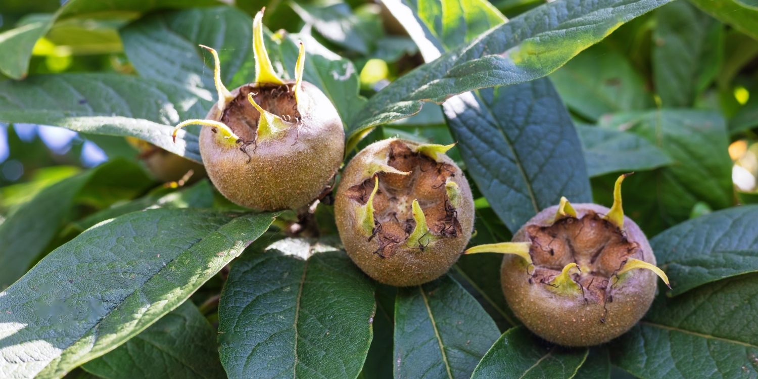 An einem Ast mit länglichen dunkelgrünen Blättern hängen drei hellbraune Mispeln mit hellgrünen Kelchblättern.. Artikel "Comeback für die Mispel" öffnen.