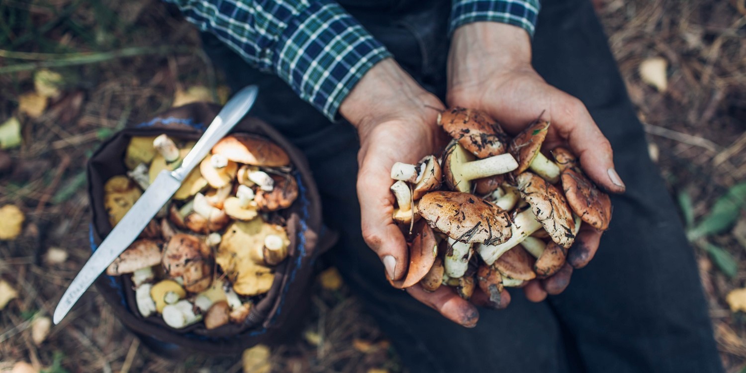 Männerhände halten im Wald gesammelte Pilze. Daneben steht ein Korb gefüllt mit Pilzen. . Artikel "Zeit für Wildpilze" öffnen.