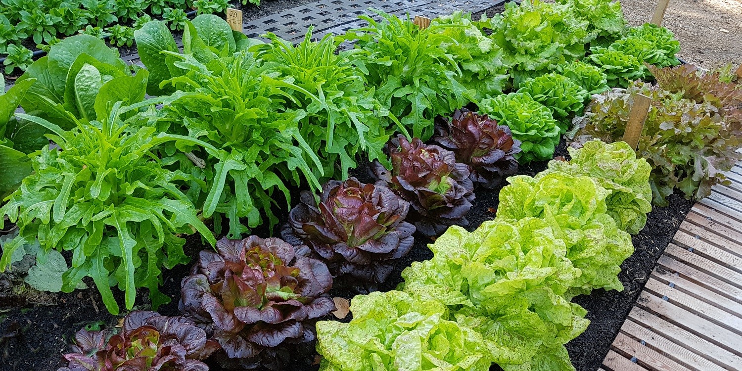 Verschiedene Salate wachsen in Reihen im Freilandanbau.. Artikel "Zeit für Salatglück aus dem Freiland" öffnen.
