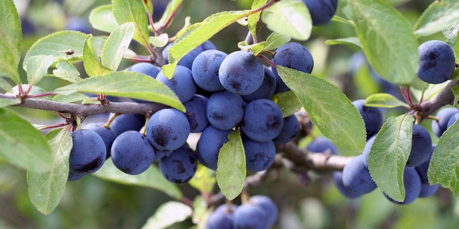 An einem Zweig hängen zahlreiche leuchtend blaue Schlehen.. Artikel "Wildobst Schlehe" öffnen.