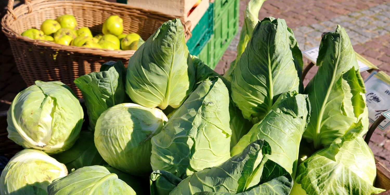 Auf einem Markt werden grüner Spitzkohl und Weißkohl verkauft.. Artikel "Spitzengemüse Spitzkohl" öffnen.
