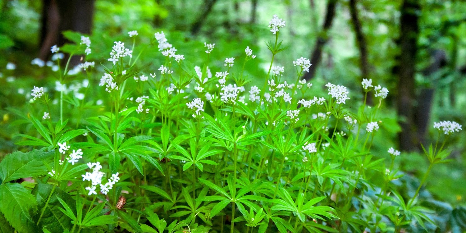 Unter hohen Bäumen ist eine Fläche mit blühendem Waldmeister. . Artikel "Frühlingsbote Waldmeister" öffnen.
