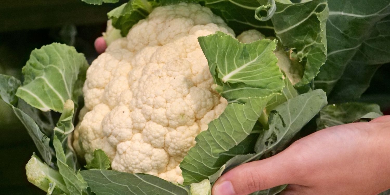 Zwei Hände halten einen weißen Blumenkohl mit Blättern.. Artikel "Die Kunst des Blumenkohls" öffnen.