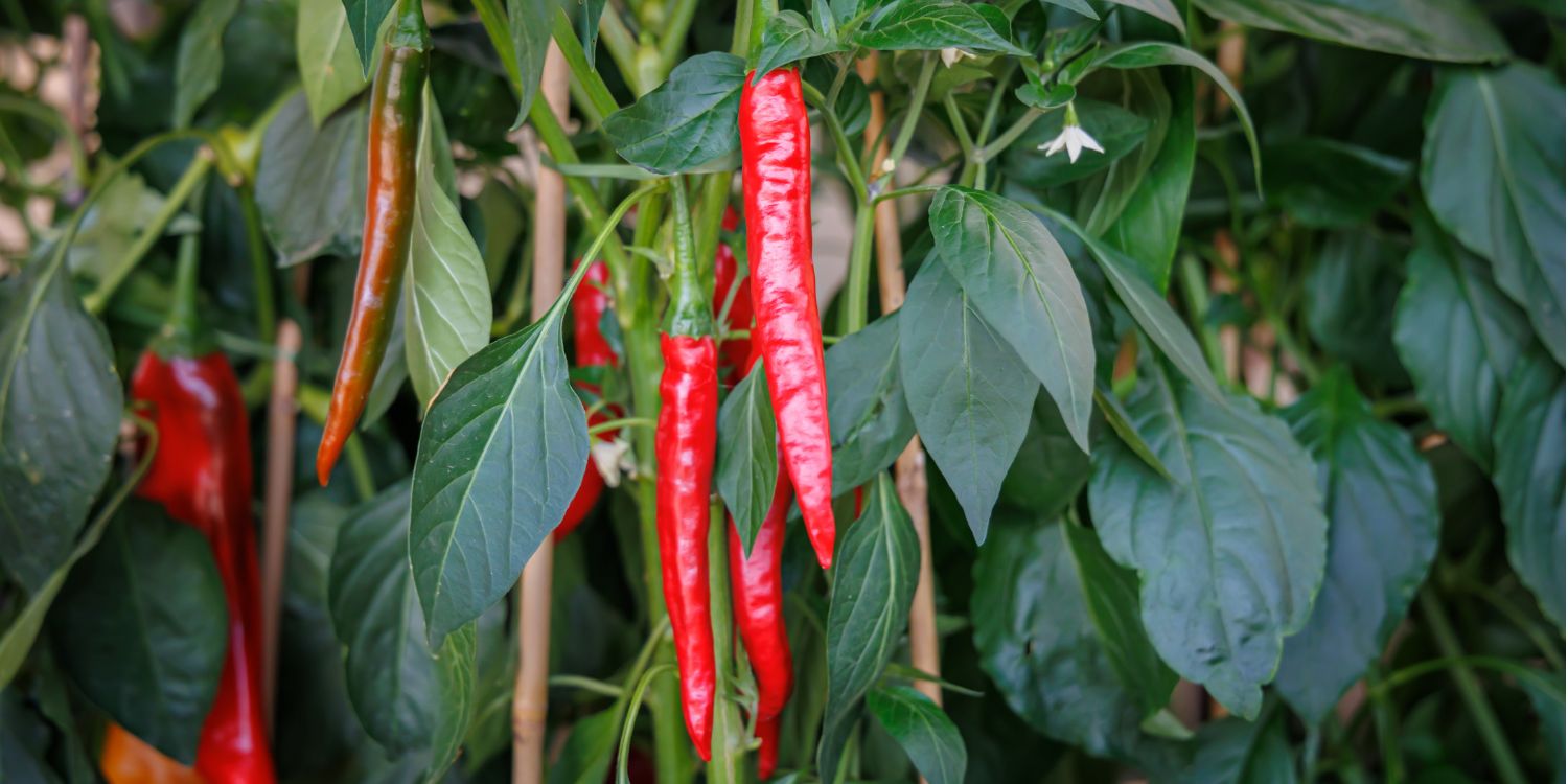 Rote Chilischoten wachsen im Sommer im Sonnenlicht an Pflanzen in einem Gemüsebeet.. Artikel "Chili und Cayennepfeffer" öffnen.