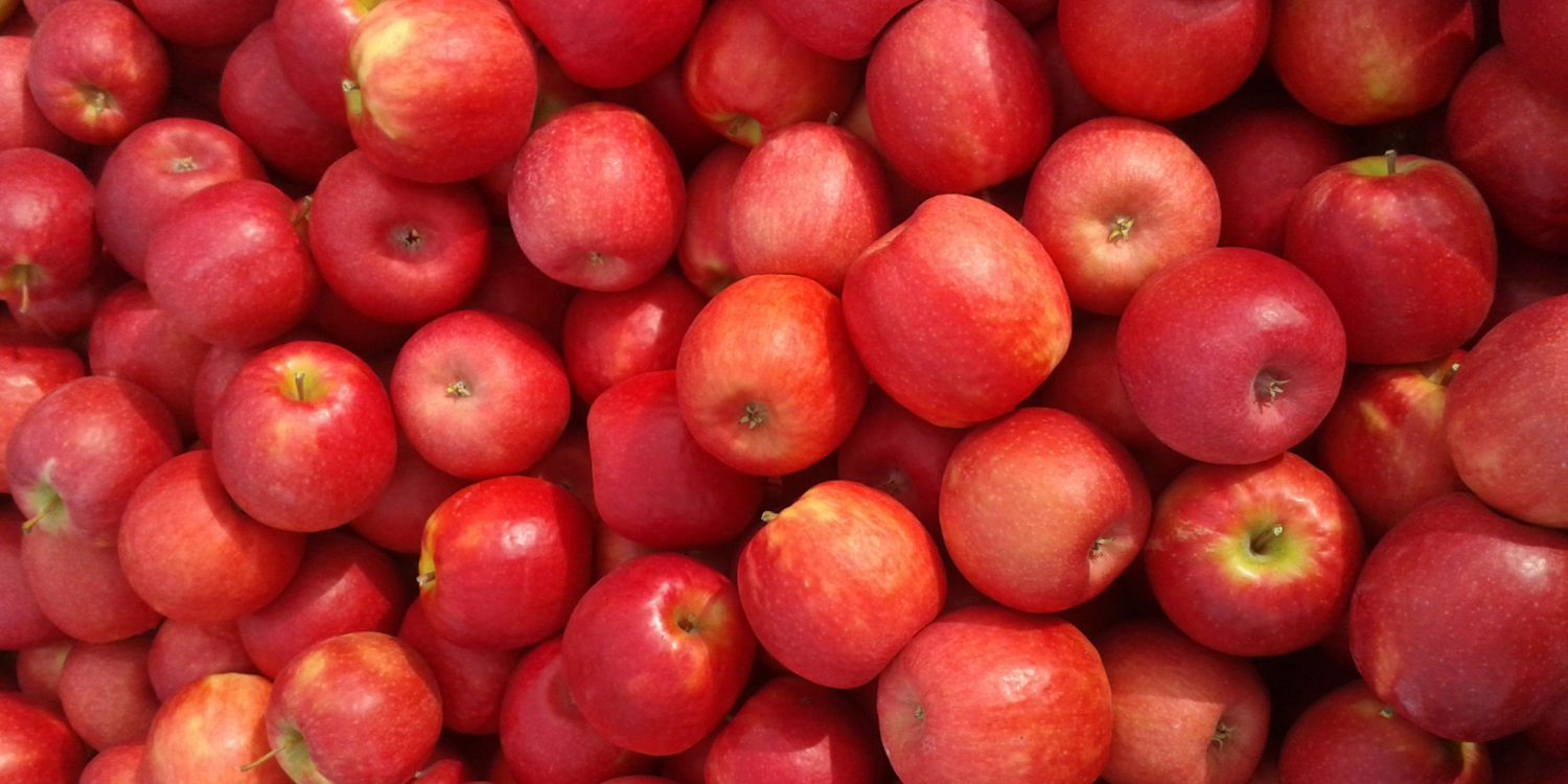 Äpfel der Sorte Cripps Pink Lady in Kisten geerntet.. Artikel "Was sind „Clubäpfel“?" öffnen.