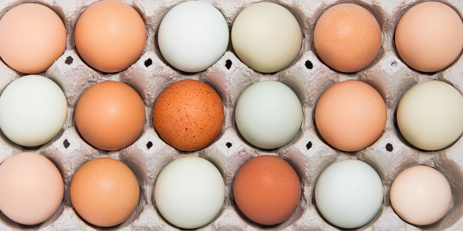 Die Bildfläche ist ausgefüllt mit  verschiedenfarbigen Eiern in einem offenen Eierkarton.. Artikel "Das Ei: Kleines Wunder der Natur" öffnen.