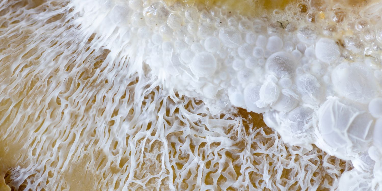 Makroaufnahme von einem Pilz bei der Fruchtfermentation.. Artikel "Präzisionsfermentation für Lebensmittel von morgen" öffnen.