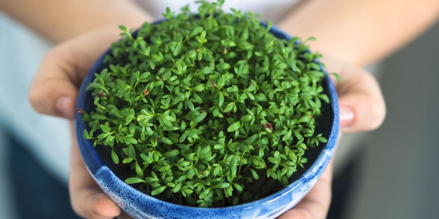 Kinderhände halten eine blaue Keramikschüssel mit Gartenkresse.. Artikel "Kresse von der Fensterbank" öffnen.