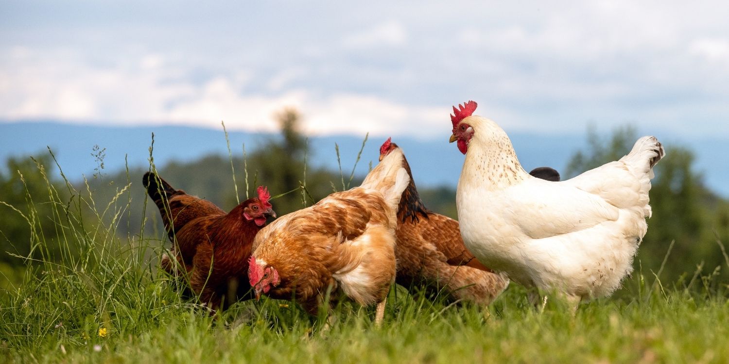 Vier Hühner laufen über eine Wiese. . Artikel "Neue Gesetze im Jahr 2026" öffnen.