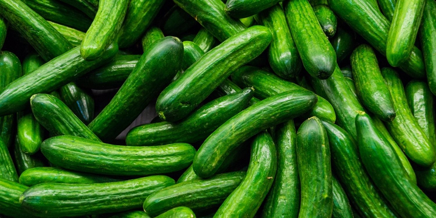Die Bildfläche ist ausgefüllt mit Salatgurken.. Artikel "Vom Snack bis ins Einmachglas " öffnen.