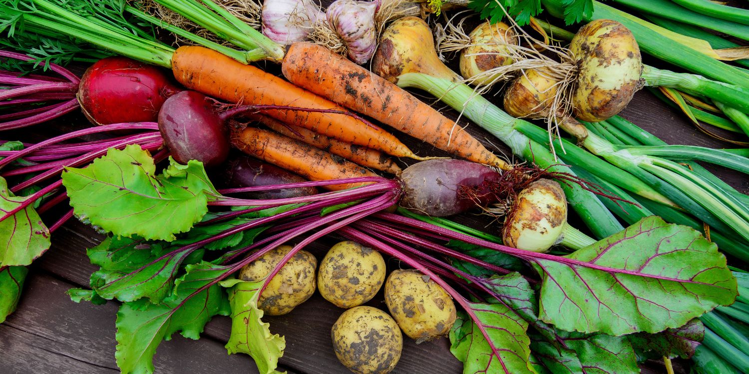 Auf einem dunklen Holzuntergrund liegen frisch geerntete Möhren, Zwiebeln, Rote Beten, Kartoffeln und Knoblauch, noch mit Erde behaftet. . Artikel "Obst und Gemüse – gewusst wie" öffnen.