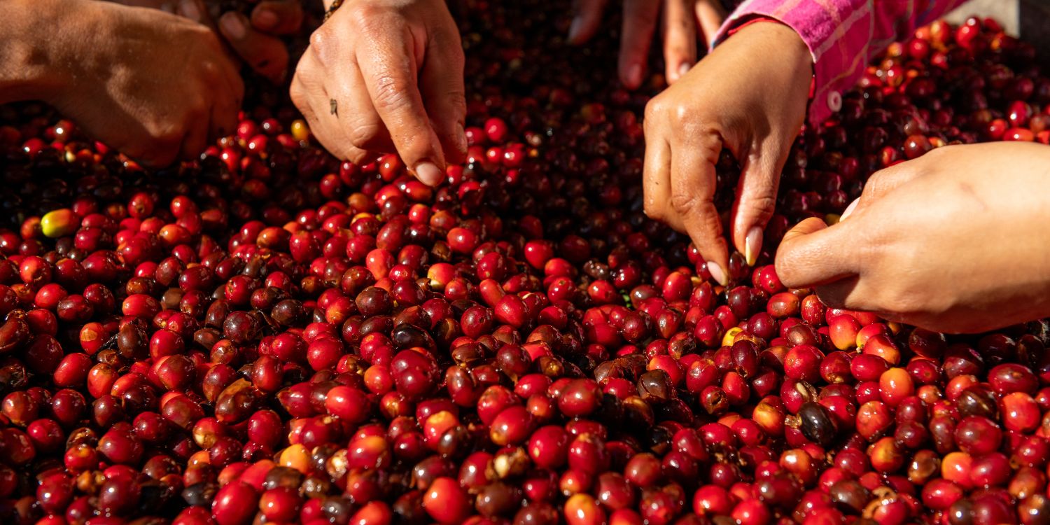 Auf einer großen Fläche liegen rötliche Kaffeekirschen, die von mehreren Personen sortiert werden.. Artikel "Kaffee – von der Plantage bis in die Tasse" öffnen.