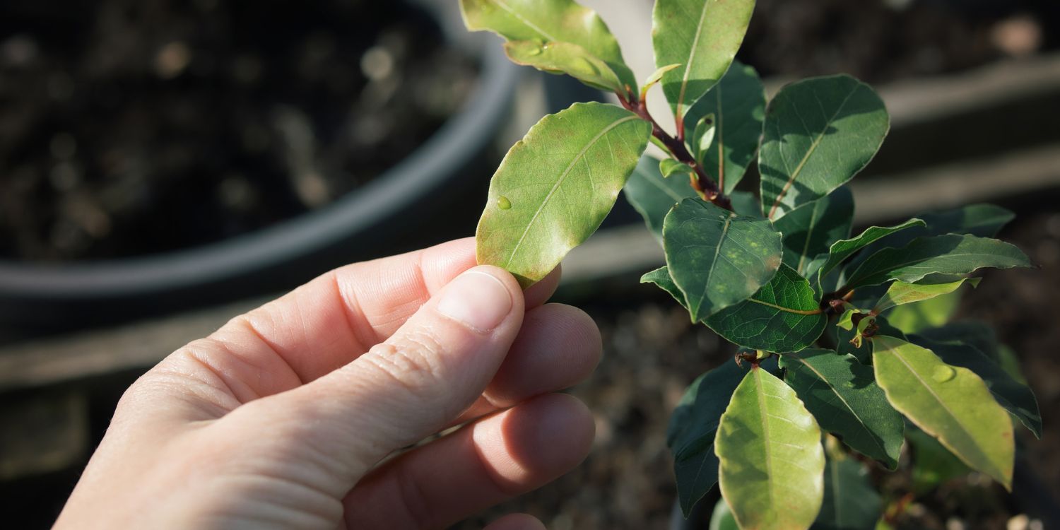 Eine Hand fasst ein Blatt an einem Lorbeerzeig an. . Artikel "Lorbeer: Vielseitig in der Küche" öffnen.