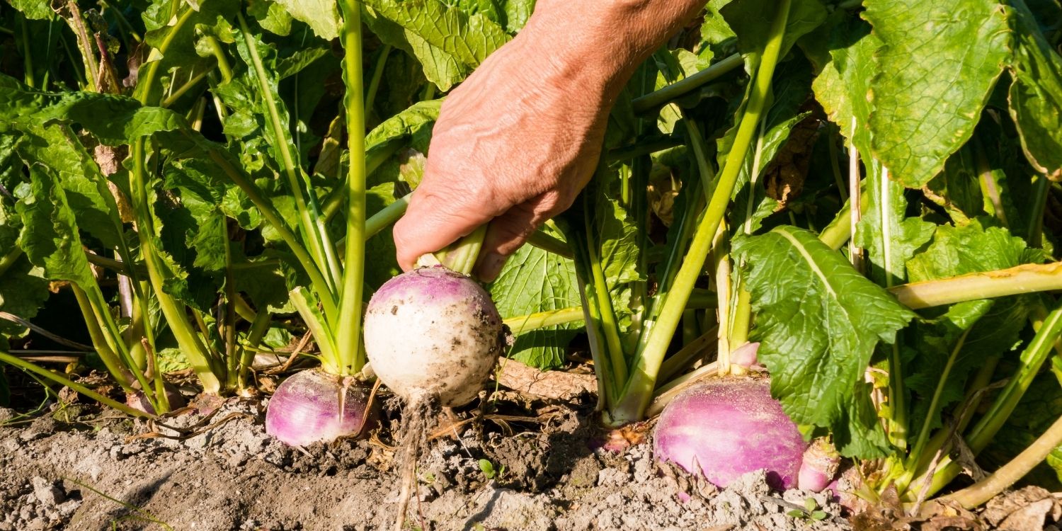 Eine Männerhand zieht eine pink-weiße Mairübe aus einem Acker. Daneben stecken weitere in der Erde.. Artikel "Genießen im Wonnemonat Mai" öffnen.