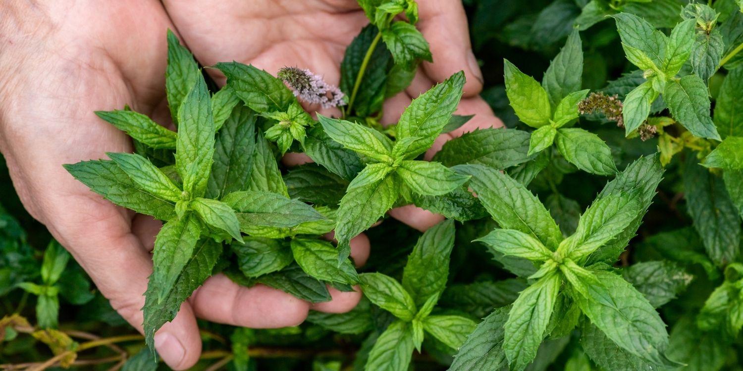 Zwei Hände greifen am Boden in Minzestängel an denen zum Teil Blüten sitzen.. Artikel "Hauptsaison für frische Minze" öffnen.