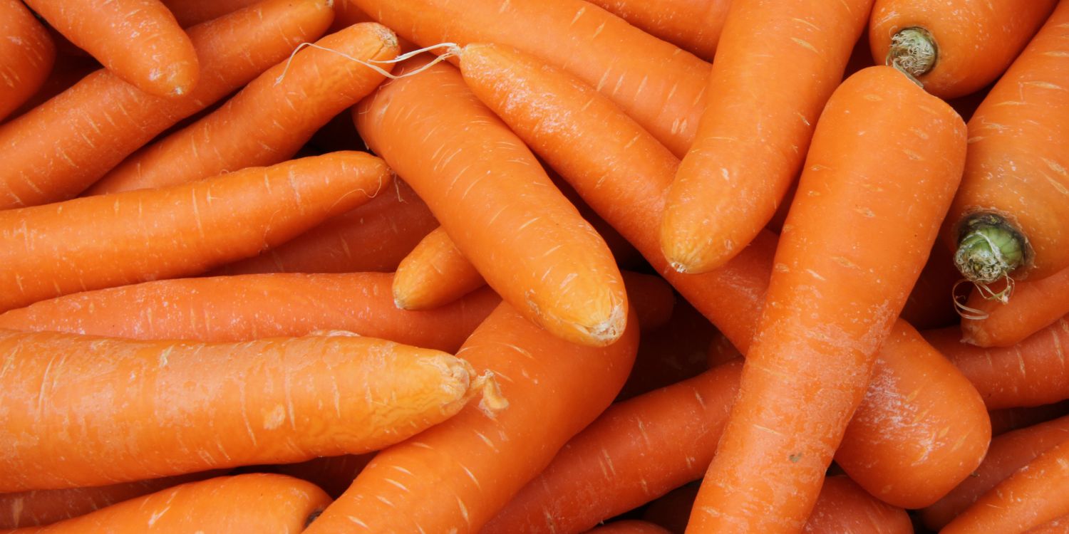 Die Bildfläche ist ausgefüllt mit frischen orangefarbenen Möhren.. Artikel "Sind Möhren gut für die Augen?" öffnen.