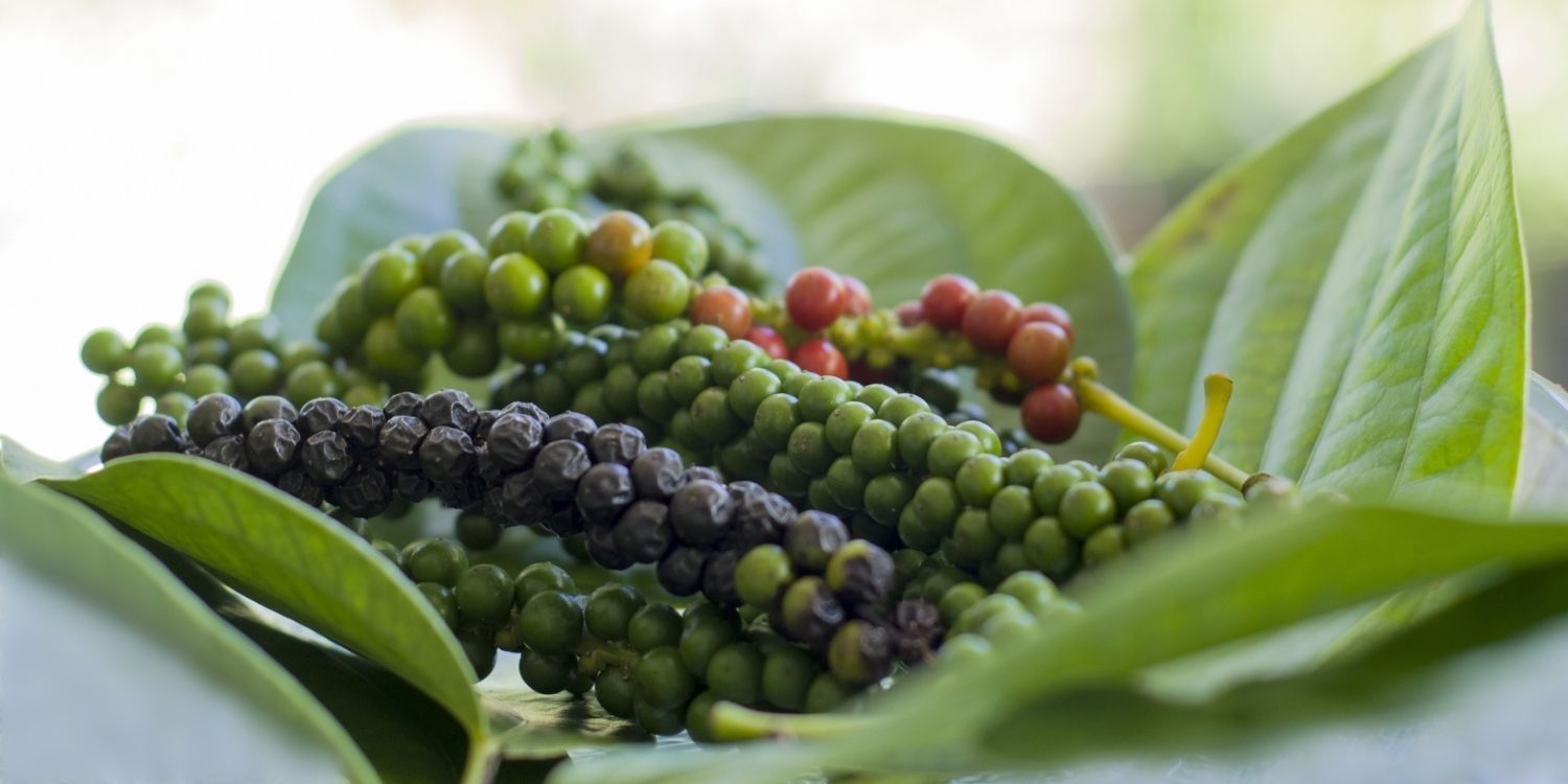 Auf einigen Blättern liegen Pfefferkörner an Rispen in schwarz, grün und rötlich.. Artikel "Dem Pfeffer auf der Spur" öffnen.
